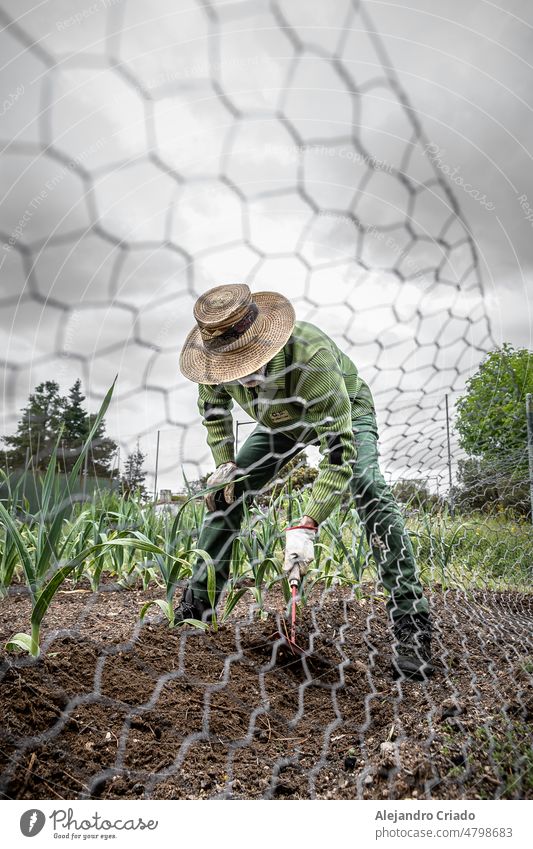 Hombre mayor trabajando en su huerto, usando guantes y herramientas para hacer su trabajo, plantar verduras leaves Snapshot come into bloom Environment