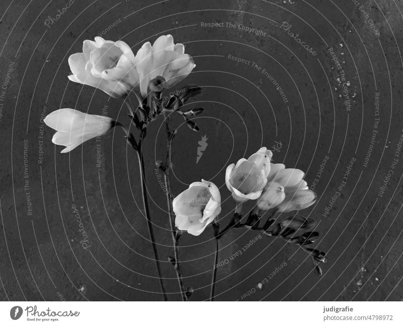 Freesias flowers Blossom Delicate Plant Flower Blossoming Nature blossoms pretty Spring naturally Black & white photo bud