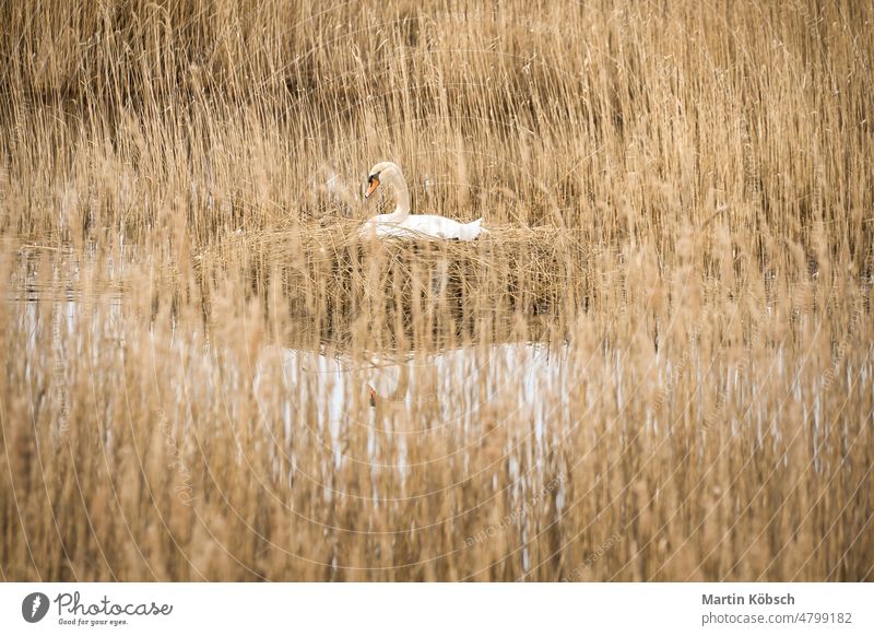 Mute swan breeding on a nest in the reeds on the Darrs near Zingst. Wild animals zingst darss water hatch nature mute swan bank brood bird nest grass green