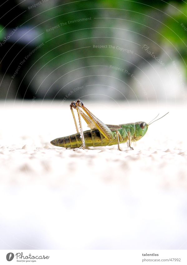 grasshopper Green White Insect Jump Animal Grass Locust Macro (Extreme close-up)