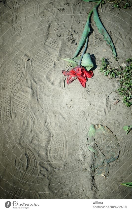 Treading nature with your feet Tulip Broken trampled footprints Transience <footprints Sand Earth Nature tattered