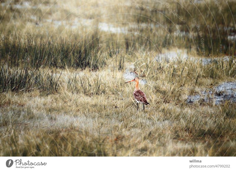 Greta on the Snipe Line | UT Spring Country Air Black-tailed Godwit Bird Wet meadow Marsh Wading Bird Limosa limosa Snipe Bird long bill greta Low Moor Bog