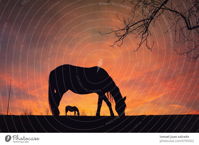 horses silhouette in the meadow and sunset background sunlight animal animal themes animal in the wild animal wildlife nature cute beauty elegant wild life