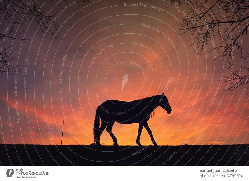 horse in the meadow with a beautiful sunset background silhouette sunlight animal animal themes animal in the wild animal wildlife nature cute beauty elegant