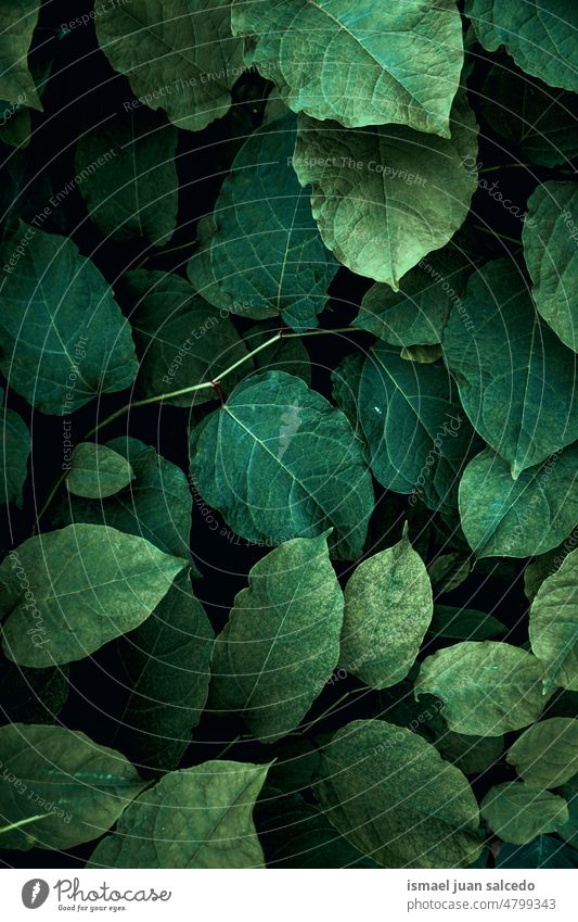green plant leaves in the nature in spring season leaf garden floral natural foliage vegetation decorative decoration abstract textured freshness outdoors