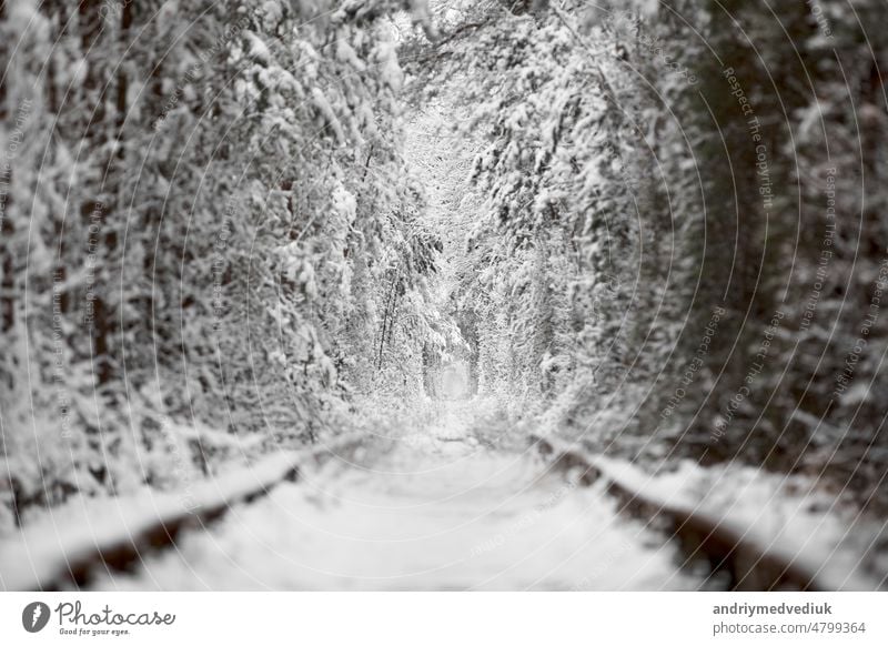 winter in Natural Tunnel of Love with Railway Road. Klevan, Ukraine. picturesque frozen forest with snow covered spruce and pine trees. winter woodland. . High quality photo