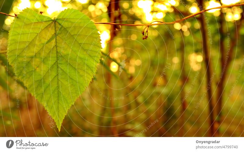 Green leaves against a background of sunset light leaf nature growth foliage sunlight freshness ganja morning beauty botany grass outdoors sky closeup