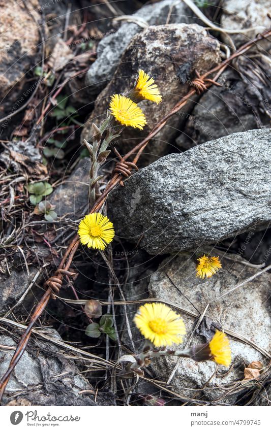 Living and dying. Coltsfoot flowers between stones and rusty barbed wire. Blossom Barbed wire life and death Life restricted Flower Plant Death Transience Grief