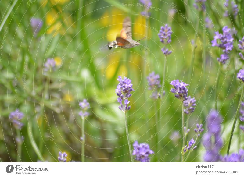 Dove tail flies over lavender flowers Butterfly Insect Feeler Grand piano Animal Nature Colour photo Close-up Animal portrait Deserted Wild animal Plant