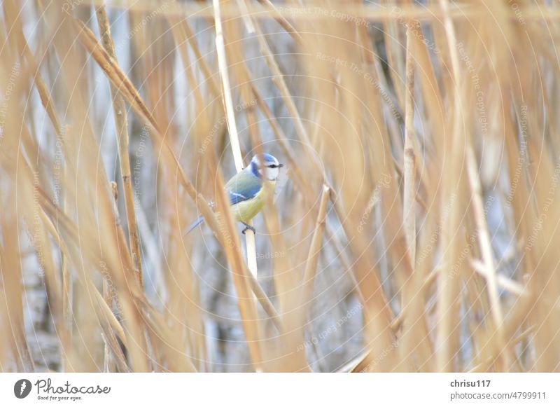 Blue Tit in Reeds Bird Nature Colour photo Deserted Wild animal Exterior shot Animal Animal portrait naturally Freedom Day Ornithology Small Common Reed