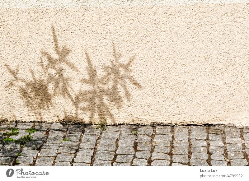 Shadows of oleander branches on facade and cobblestones twigs Oleander Oleander branches Facade roughcast Cobblestones Green Bright Spring spring sun pavement