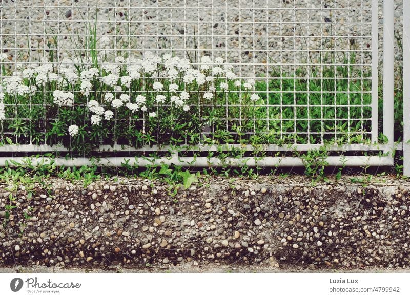 Ribbon flower behind white grid... Ribbon Flower Iberis White Blossom sea of blossoms Old fashioned Garden in front of the house umbels Flower pile fragrant