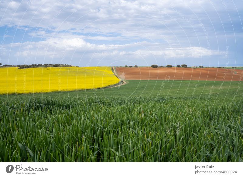 different types of crops under a cloudy sky, green cereal fields, yellow rapeseed planting, and a brown fallow land, three colors of the earth in springtime