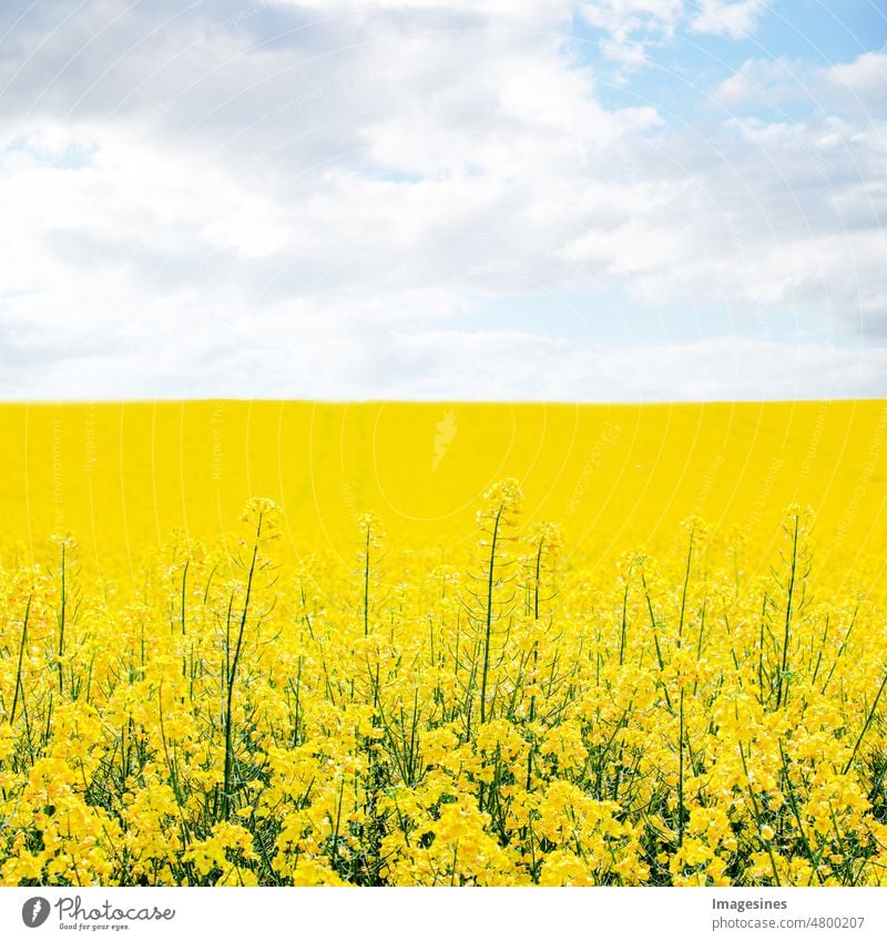 Rape field on blue sky and sun spring background. Agricultural field for rape. Field with yellow flowers. Rape field in spring agricultural field Agriculture