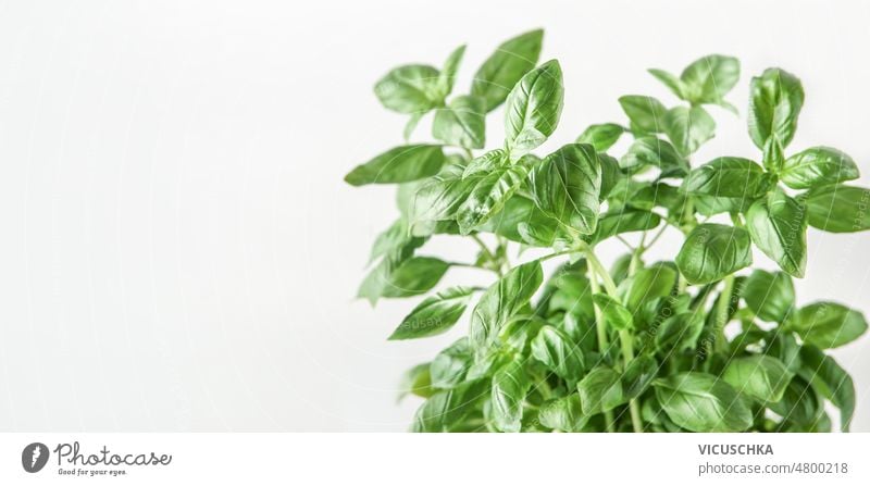 Banner of fresh basil at  white background. banner close up front view copy space cooking freshness green herb herbs ingredient ingredients italian herb leaves