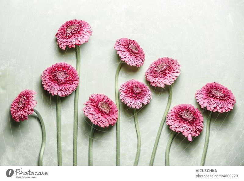 Pretty pink flowers laying on light green background with natural sunlight pretty top view beautiful bloom blossom concrete floral flower bouquet flowers bunch