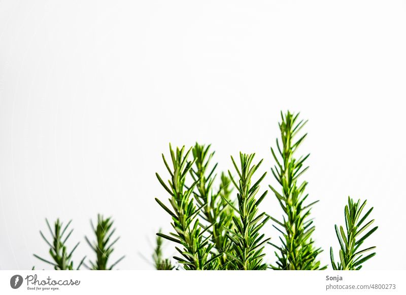 Fresh rosemary branches against a white background Rosemary Twig Herbs and spices Food Green Healthy Nutrition Organic produce Plant Delicious Colour photo