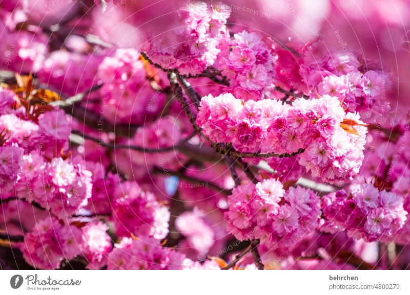 kitsch knows no boundaries | pinky Splendid luminescent Blossoming blossoming splendour splendid Blossom leave petals Garden Pink Cherry Ornamental cherry