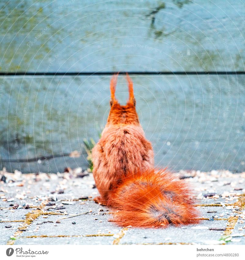 from back to front Animal portrait Colour photo Love of animals Cute Squirrel Observe Curiosity Exterior shot Deserted Garden Brash Small Funny Wild animal Pelt