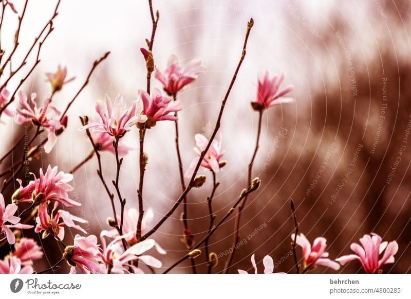 filigree | branched buds star magnolia beautifully Warmth magnolias Spring Summer blurriness Exterior shot Plant Sunlight Close-up Colour photo Deserted Ease