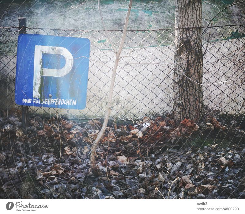 Underwater parking Parking lot Signage Road sign Signs and labeling Characters Detail Blue Crazy Whimsical Wire netting fence Metal Autumn Leaf Plant