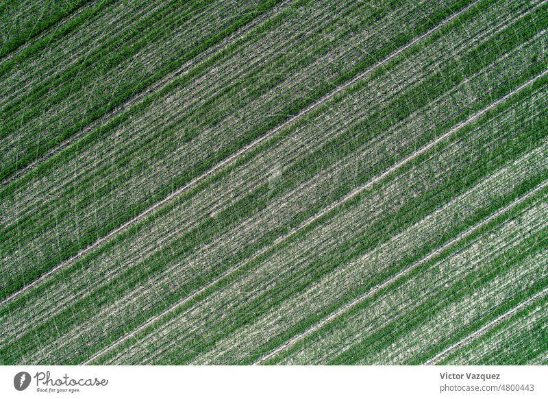 aerial view detail of an agricultural field planted with cereal crops from above rural farmland up high cultivation dirt pattern agronomy drone earth harvest
