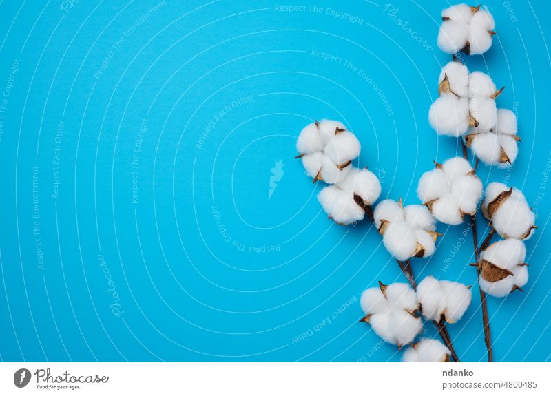 Cotton flower on a blue paper background, overhead. Minimalism flat lay composition agriculture ball bloom blossom boll botany branch bud cotton dry floral