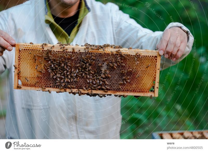 A beekeeper works with honeycombs on a bee box in Zander size Anthophila Blossoms animal blooming copy space environment fertilization flowers fly fruit growing