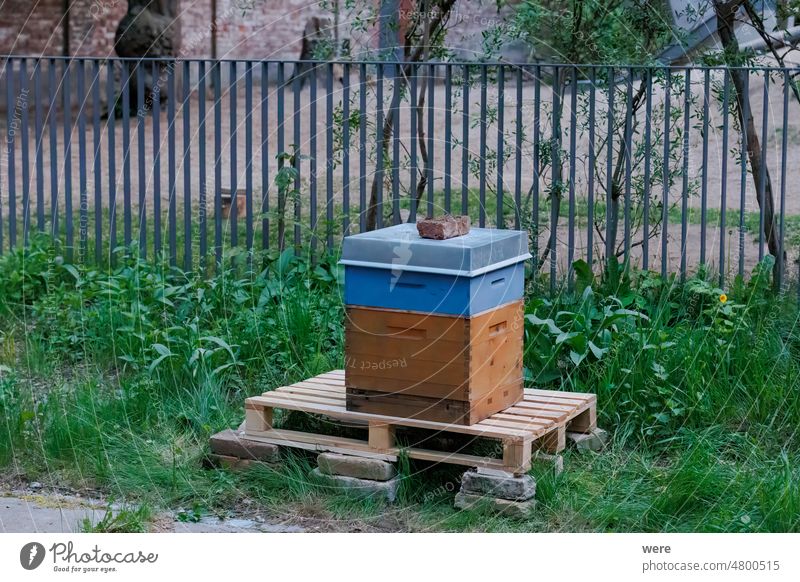 A pike-perch size bee box on a pallet in the meadow Anthophila blooms Pike perch size Animal Bee Bee-keeper Blooming Copy Space Environment Fertilization