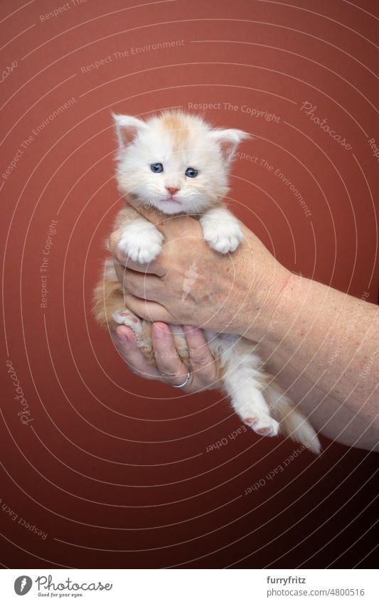 pet owner holding up ginger kitten with both hands on brown background cat kitty pets domestic cat fluffy fur feline maine coon cat longhair cat purebred cat