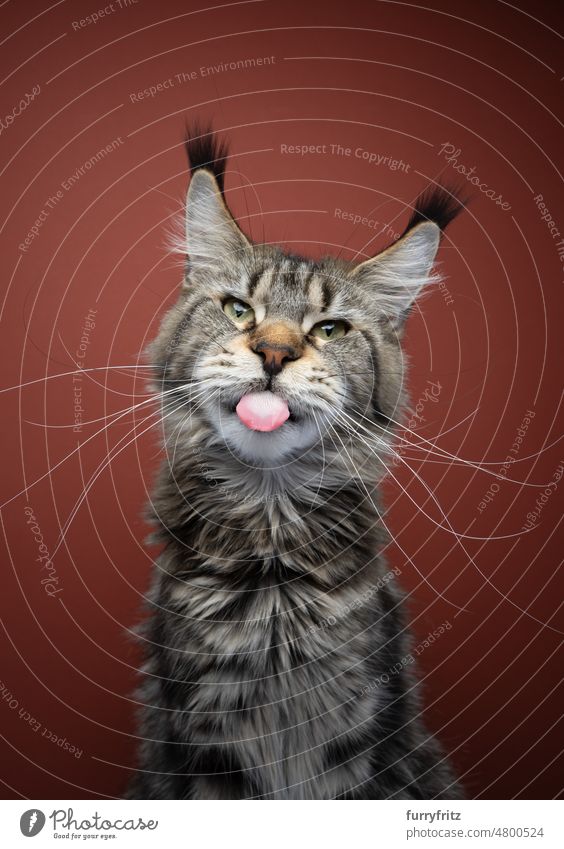 maine coon cat sticking out tongue portrait kitty pets domestic cat fluffy fur feline longhair cat purebred cat studio shot indoors adult cat looking at camera