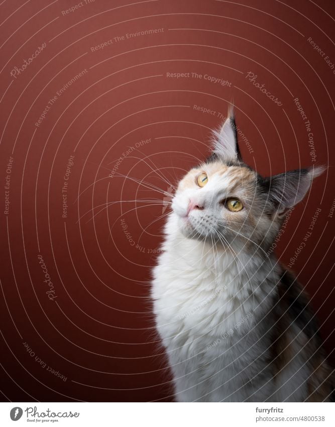 3/4 view of maine coon cat with long whiskers looking at copy space kitty pets domestic cat fluffy fur feline longhair cat purebred cat studio shot indoors