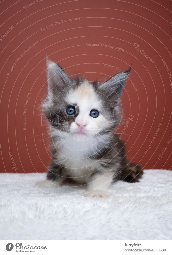 cute blue eyed calico maine coon kitten portrait cat kitty pets domestic cat fluffy fur feline maine coon cat longhair cat purebred cat studio shot indoors tiny