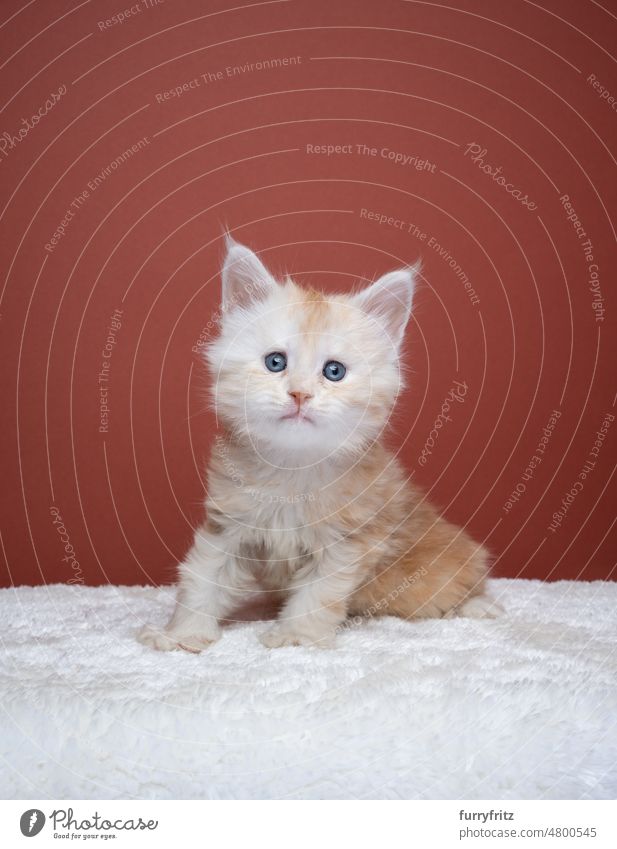 cute ginger maine coon kitten portrait cat kitty pets domestic cat fluffy fur feline maine coon cat longhair cat purebred cat studio shot indoors tiny small