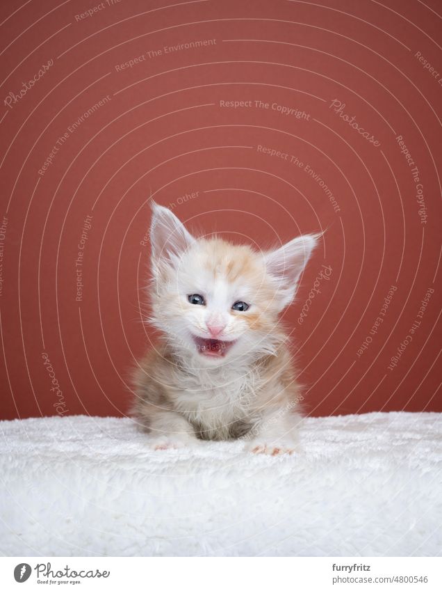 cute ginger maine coon kitten meowing portrait cat kitty pets domestic cat fluffy fur feline maine coon cat longhair cat purebred cat studio shot indoors tiny