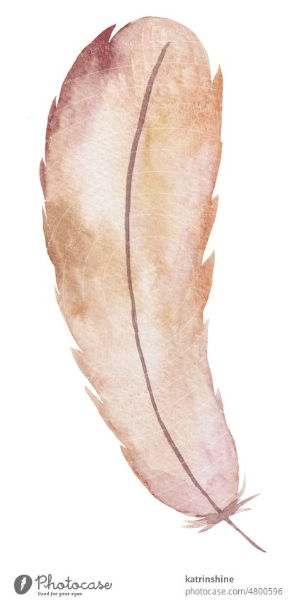 Watercolor brown and cream feather, Bohemian element illustration isolated Decoration Element Exotic Hand drawn Isolated Summer american animal aztec beige bird