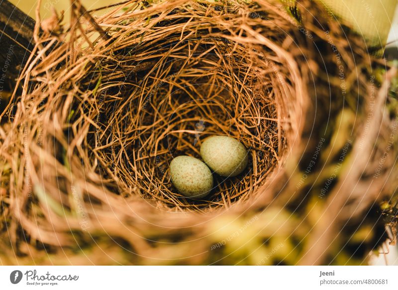 Two small eggs in nest of blackbird Nest Nest-building Bird Blackbird Family Domestic happiness Animal Nature Environment naturally Green Protect nesting site