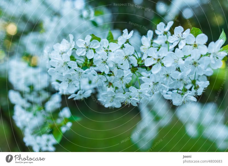 Cherry blossoms in spring Blossom Blossom leave heyday Spring Plant White Green Nature naturally Garden Tree Holiday season Seasons flora Fragrance Sprinkle Bee