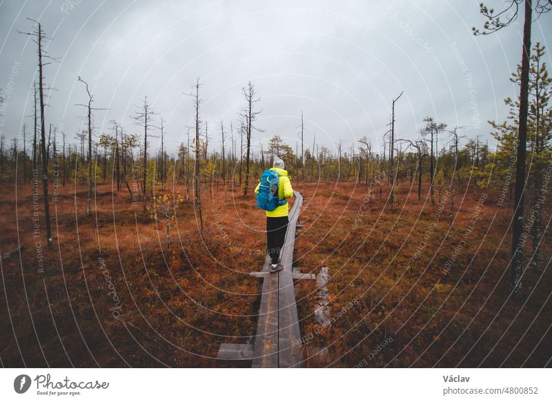 Young traveller walks along the arctic circle trail near Rovaniemi. Tundra lanscape. Hiker with green jacket and blue backpack doing a multi-day hike in Lapland