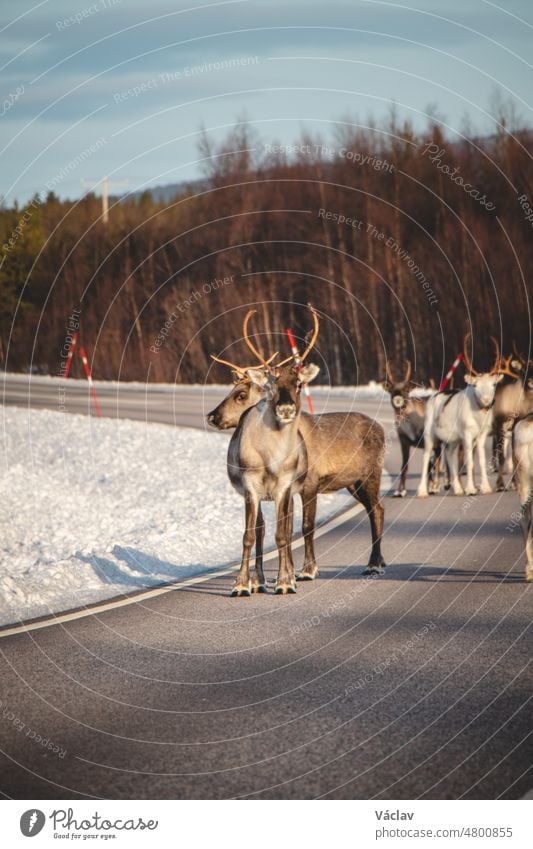 Magical sturdy reindeer walks with his pack along a road in Lapland, Finland. Scandinavian animal. Cute Santa Claus pet. Rangifer tarandus suomi lappland nordic