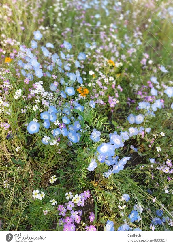 Blue flowers in a colorful meadow Meadow Meadow flower Spring Spring flower Spring day Spring colours spring awakening herald of spring heralds of spring