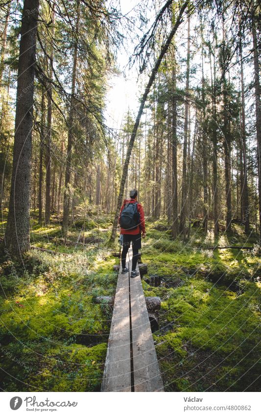 View of a grown man walking through the forest on a duckboard in Hiidenportti national park, Sotkamo, kainuu region in Finland. Beauty of Finnish biodiversity. A breath of fresh air and sense of calm