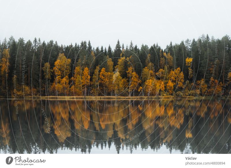 Autumn fairy tale in Kainuu, Finland. The colourful deciduous trees play with all their colours and reflect on the lake surface on a cloudy day. Fog clinging to the surface