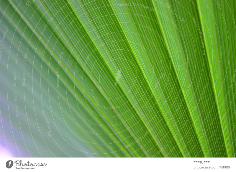 palm fronds Palm tree Plant Green Nature Growth Leaf grow Exotic wag