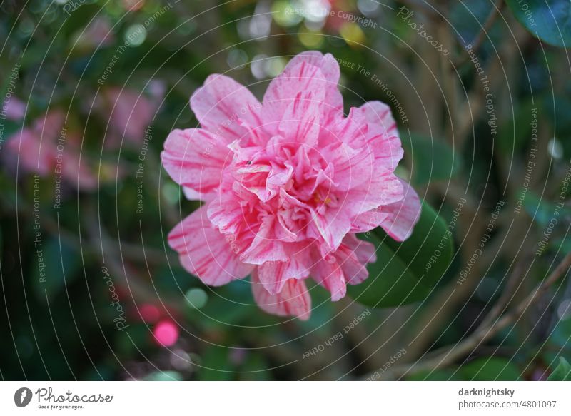 Flower of multicolored, camellia with white and red, Camellia japonica Garden Park detail Blossom lovely bokeh Easter Pentecost Close-up speckled eyeballed