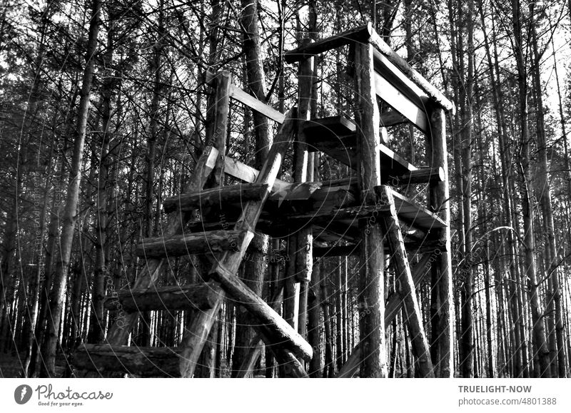 High seat, hunter's stand, raised hide, stand made of logs in a pine forest for game observation in daylight at the parforce heath Hunting Blind Hunting stand