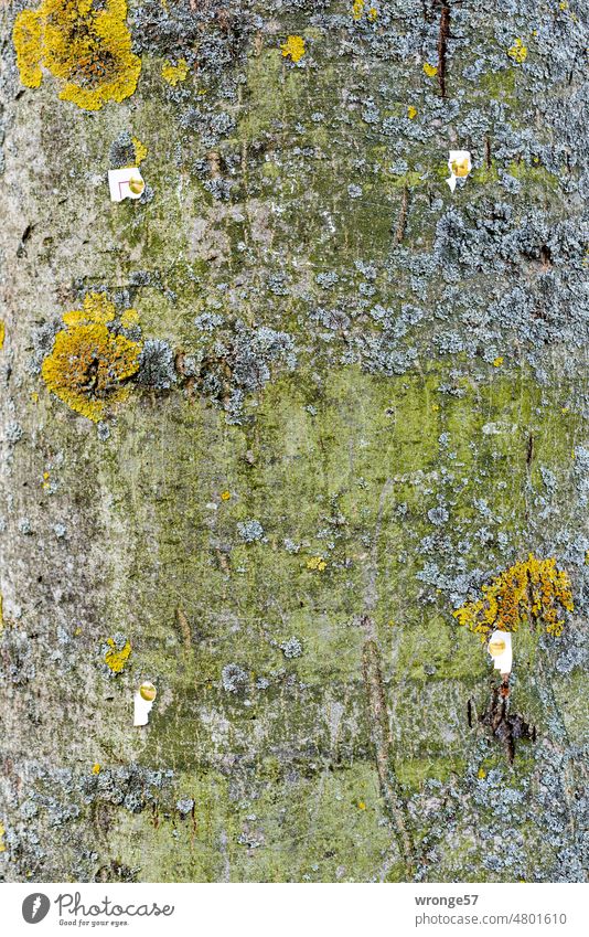 4 thumbtacks and poster remnants on a tree trunk Tree trunk Close-up bark Thumbtack poster remains paper scraps Placarding be missing Search action Tree bark