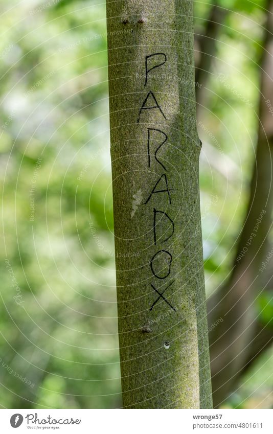 paradox Paradox Tree trunk Green Park park Forest markers Nature Exterior shot Colour photo Day Deserted Tree bark Spring Summer lettering writing Word