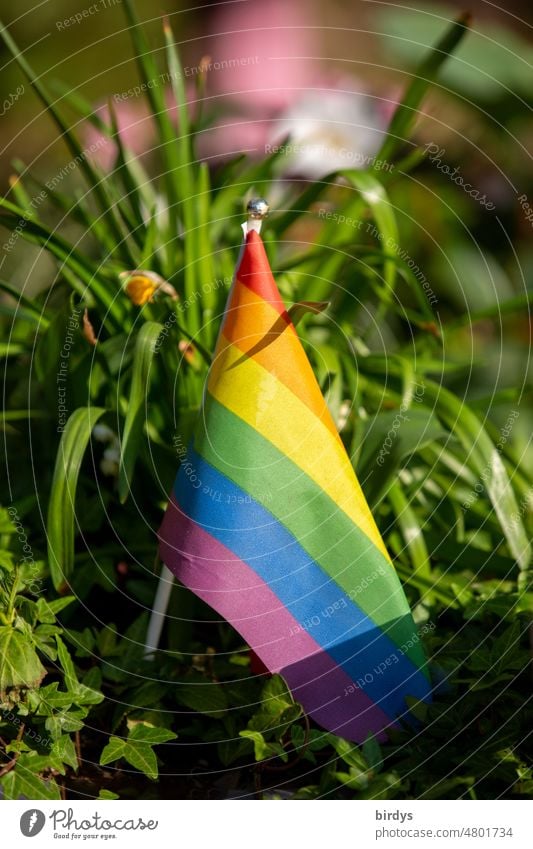 small rainbow flag in a flower bed. Rainbow flag, symbol colors for LGBTQI +. lgbtqi equal rights Symbols and metaphors Sexuality queer Gender Tolerant variety
