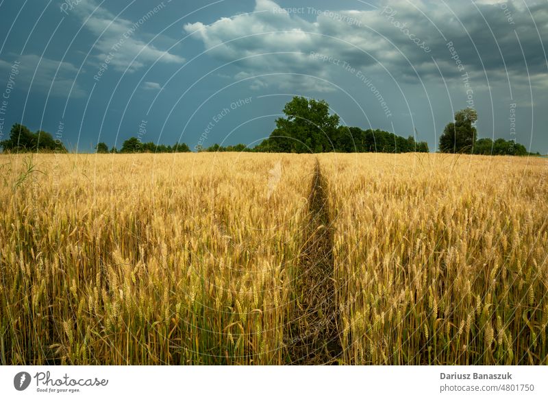 Technology path through the field with grain and cloudy sky wheat cereal technology rural landscape agriculture countryside farm scenery nature horizon way